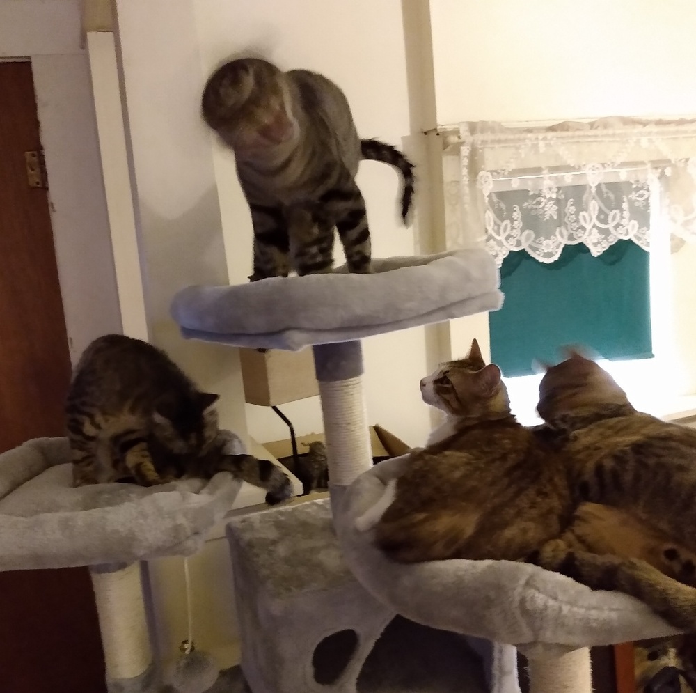 Meet your Posher, Sam